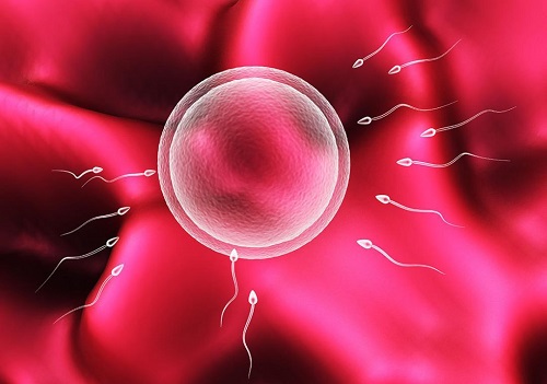 输卵管粘连会影响试管婴儿胚胎着床吗？